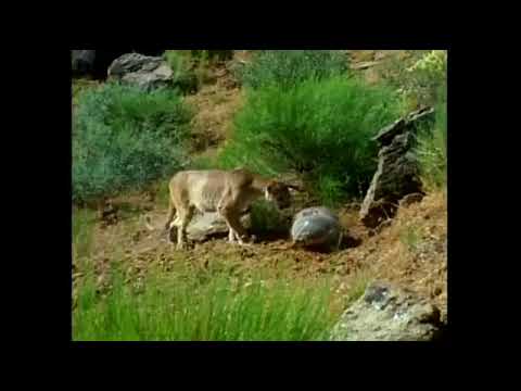 American Badger chases away Cougar