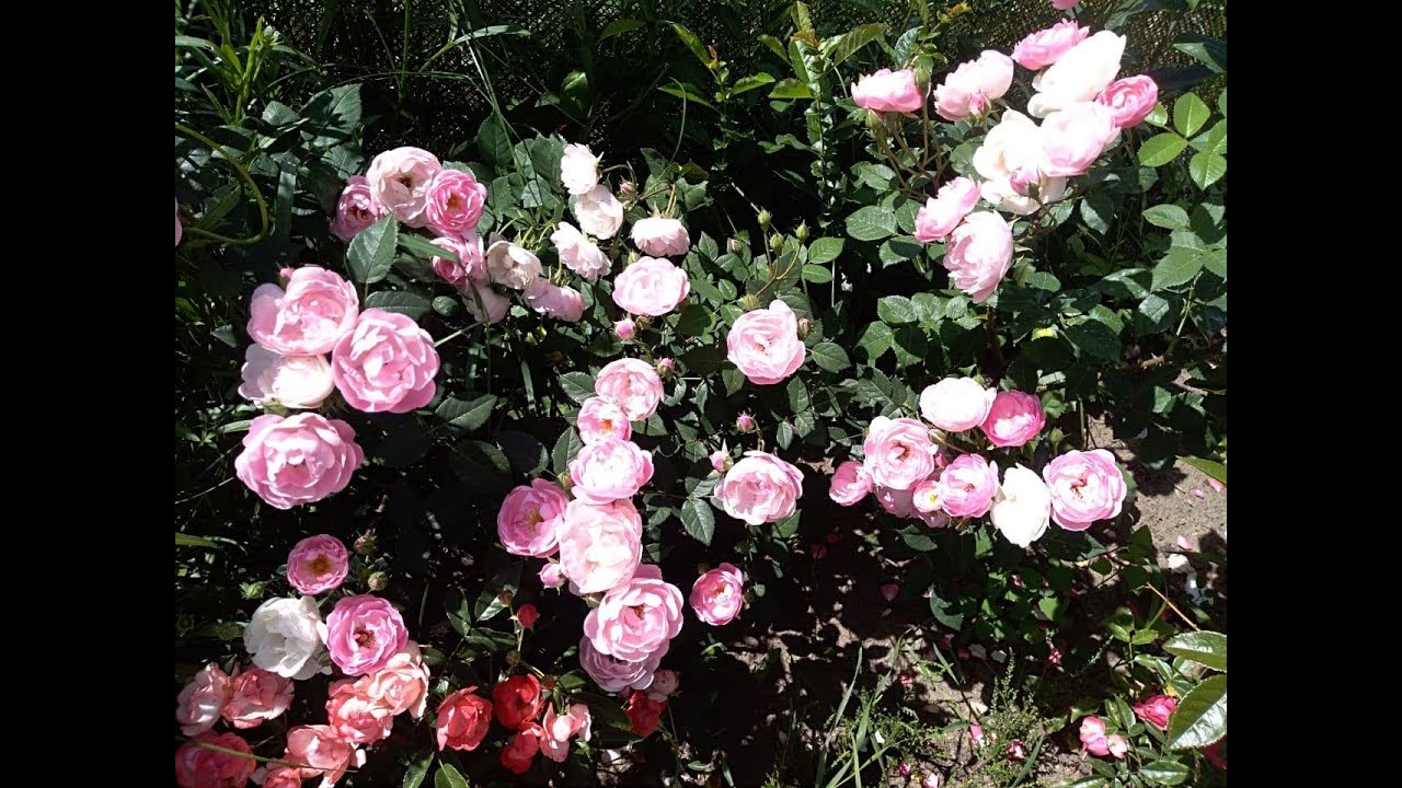 7 недостатков Розы Раубриттер, Raubritter, так ли красива в реальности? Роза Раубриттер отзыв