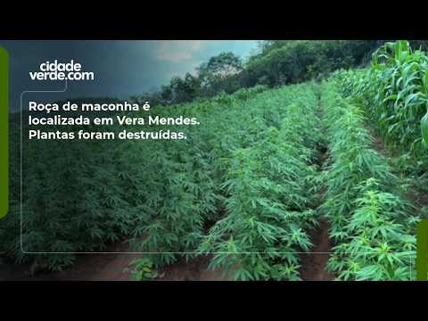 Roça de maconha é localizada em Vera Mendes. Plantas foram destruídas.