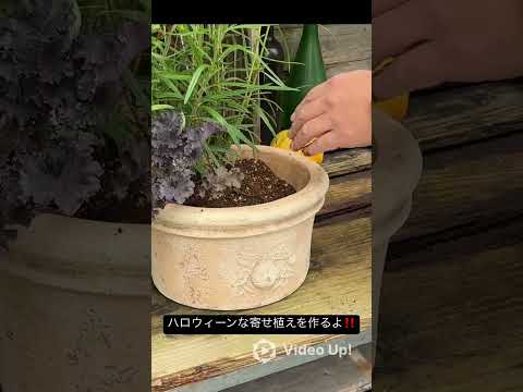 bacs-fleurs-gris-foncé-plantes-vertes 