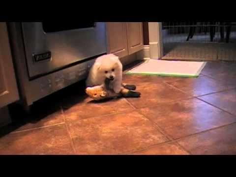 Risha x Magic Pup - 7 weeks