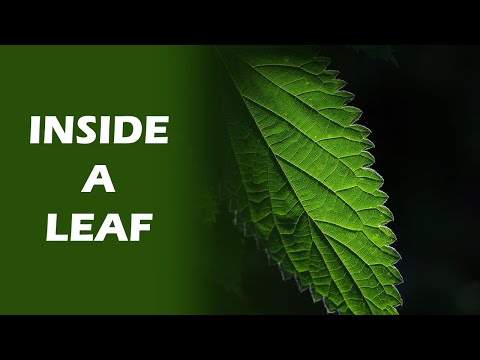 Travel Deep Inside a Leaf! How it looks like?