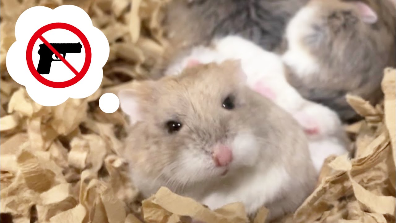 【クスッと笑える短編動画】ただ平和にハムスターがくつろぐだけの動画ではありません【銃】