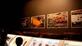 preview picture of video 'Podlasie (15) Białowieża (15) Muzeum BPN (15) owady - martwe drewno 6.05.2012'