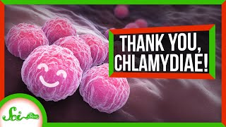 Thank Goodness for Chlamydia(e)