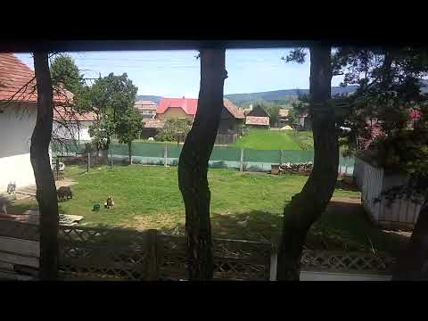 Căprițe la Valea Strâmbă 💹 lângă Gheorgheni