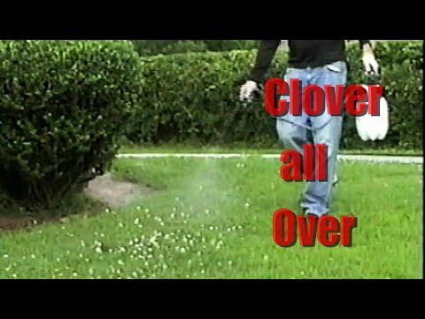 image-Is clover considered a weed?