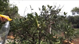 Miniatura do vídeo