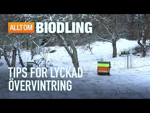 Tips för lyckad övervintring av bisamhällen | Biodling
