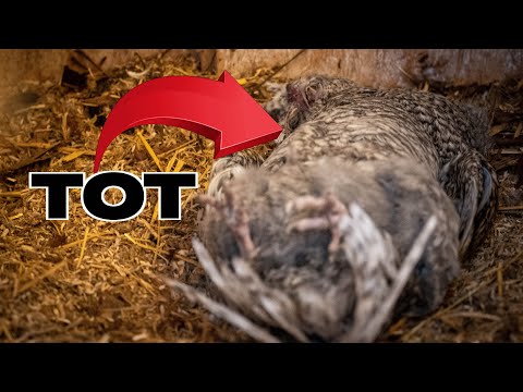 Hühner Rundgang Januar 2023: Der Hahn ist tot  :-(