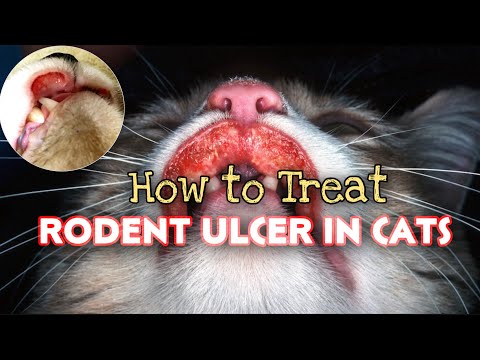 HOW TO TREAT RODENT ULCER IN CATS (SINGAW NG PUSA) #indolentulcer #stomatitis #allergy #homeremedy