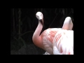 Chilean Flamingos At Parco Natura Viva