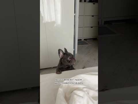Гостья на выходные
