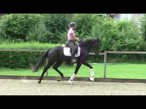 Glocks Trafalgar = Totilas x Jazz Stute 2018