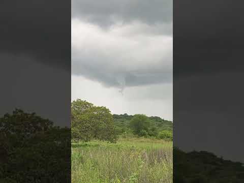 Em floresta  do Piauí