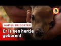 Pasgeboren hert en parende otters | Komt een aap bij de dokter | Omroep Brabant