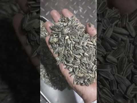 White sunflower seed