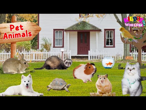 Learn Names of Pets - Pet Animal Names and Sounds for Children #Kindergarten and #Preschool