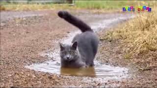 Просто приколы с котанами Нарезка #6