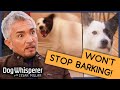 Pup Who's Been Barking for 6 Years | Full Episode | S9 Ep3 | Dog Whisperer With Cesar Millan
