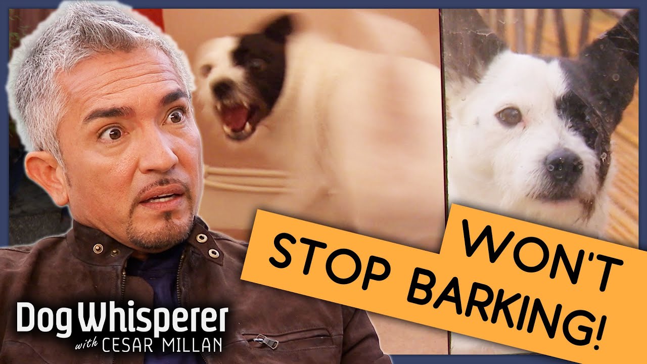 Pup Who's Been Barking for 6 Years | Full Episode | S9 Ep3 | Dog Whisperer With Cesar Millan