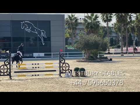 Djoko Z- 2016 Stallion (Dominator X Darco)