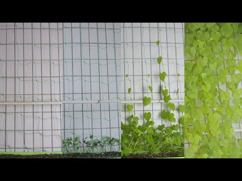 Grow Morning Glory From Seeds Time-lapse  Day 1-Day 65 plant morning glory(no flowers)