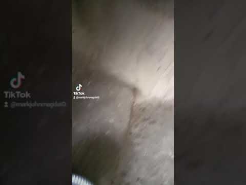 baby civet cat...(MAkDONTV tiktok)