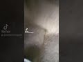 Baby Civet Cat MAkDONTV Tiktok