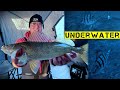 Video Thumbnail for Bring on the 2023-2024 Ice Fishing Season! (Underwater Perch & Walleye)