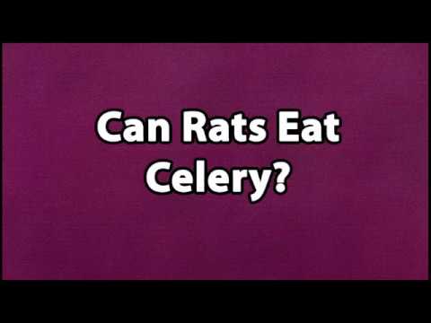 download lagu mp3 mp4 Can Rats Have Celery, download lagu Can Rats Have Celery gratis, unduh video klip Can Rats Have Celery