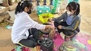 การศึกษาการสร้างรังของต่อหัวเสือ V.1