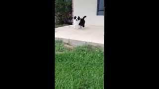 preview picture of video 'Wilsong Border Collies  A Happy Puppy'