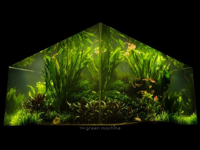 Nature's Chaos Transformed into a Jungle Aquascape by James Findley