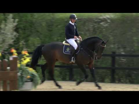 Diamantde Hengstschau 2017