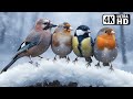 Beautiful Birds In Winter ️ Nature S Most Exquisite Birds For Ultimate Relaxation Calm Time ️