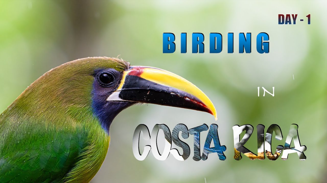 BIRDING IN COSTA RICA DAY - 1   4K