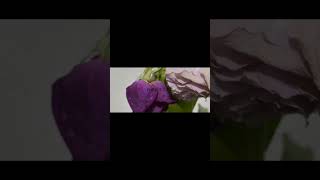 【#盗作】【#ヨルシカ】【#shorts】【#永久機関】  #盗作 #ヨルシカ  プロフよりYouTube fullへ飛べます！ #初音ミク #anime  #hatsunemiku