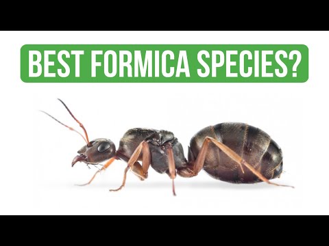 Come Prendersi Cura di Formica Cinerea