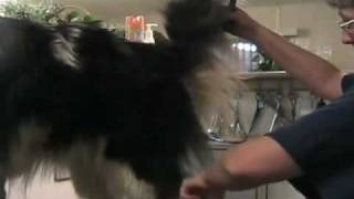 Grooming the rough collie  pt 1 of 5