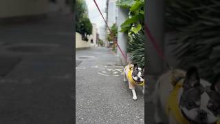 1日振りのお散歩！最高に嬉しそうなフレブルの笑顔見て🤭❤️