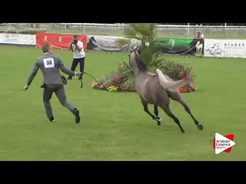 Chantilly 2016 AHO World Cup - CLASS 3