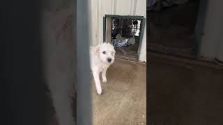 Video preview image #1 Mutt Puppy For Sale in Grafton, WI, USA