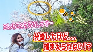 【悲報】分蜂したけど捕まえられない！？高い場所に集合して手も足も出ず....