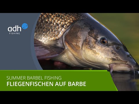 Summer Barbel Fishing - Fliegenfischen auf Barbe (Teil 1)