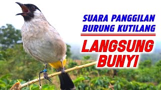 Download lagu Suara Kutilang Gacor Istimewa Pikat Terbaik 2026 Cocok Untuk Masteran mp3 Download lagu Suara Kutilang Gacor Istimewa Pikat Terbaik 2026 Cocok Untuk Masteran mp3