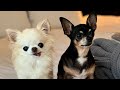 Funny Chihuahuas React To Their VIP Hotel Room In Estonia