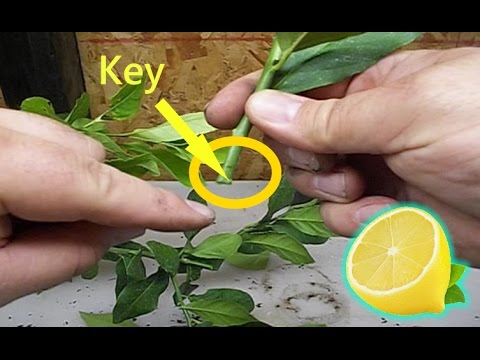 How to Grow LEMON Tree from Cuttings to Clone Fruit Trees