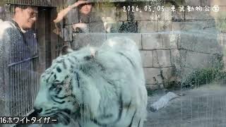 【vlog】GWプチ旅行｜東武動物公園で見た動物は何種類？｜くまねこの日常｜埼玉旅行