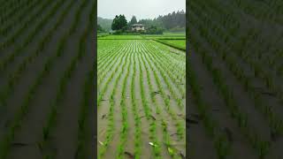 Download lagu Sawah yang indah dan damai, penuh ikan yang tampak santai. #bertahanhidup #alam #bertani #fyp mp3